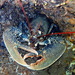 Bogavante - Photo (c) Sylvain Le Bris, algunos derechos reservados (CC BY-NC), subido por Sylvain Le Bris