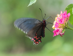 Parides photinus