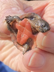 Sternotherus minor