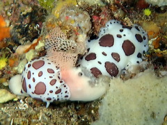 Peltodoris atromaculata