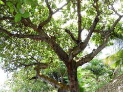 Anacardium occidentale