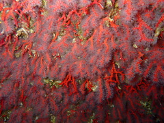 Corallium rubrum