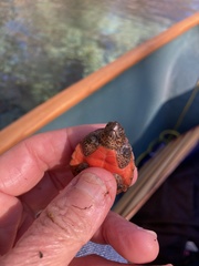 Sternotherus minor