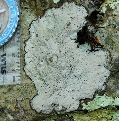 Porpidia speirea