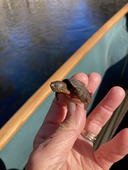 Sternotherus minor