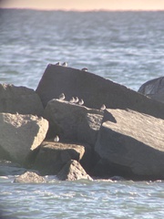 Calidris alpina