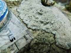 Porpidia speirea