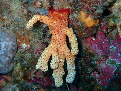 Alcyonium acaule