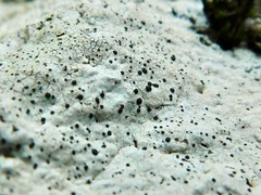 Porpidia speirea