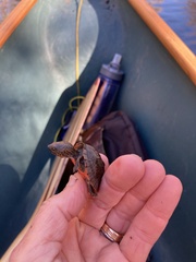 Sternotherus minor