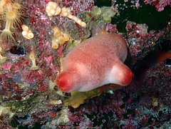 Halocynthia papillosa