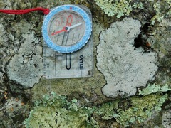 Porpidia speirea