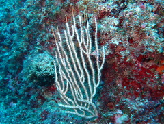 Eunicella singularis