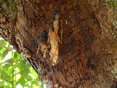 Anacardium occidentale