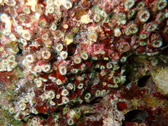 Polycyathus muellerae