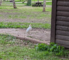 Bubulcus ibis