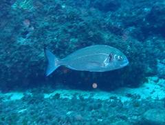 Sparus auratus