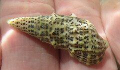 Cerithium litteratum