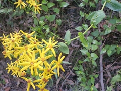 Senecio velleioides