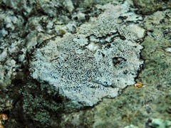 Porpidia speirea