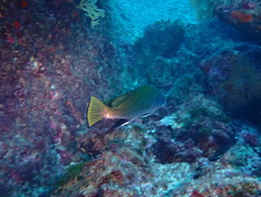 Sciaena umbra