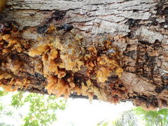 Anacardium occidentale