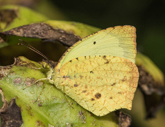 Abaeis salome jamapa