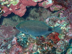 Diplodus annularis