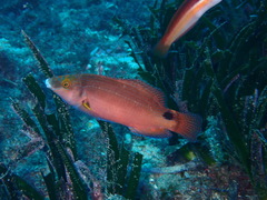 Symphodus mediterraneus