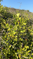 Cordia truncatifolia