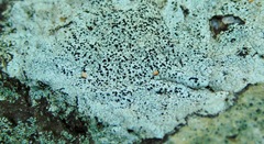 Porpidia speirea