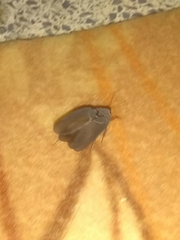 Polyphaga aegyptiaca