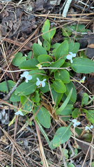 Viola primulifolia