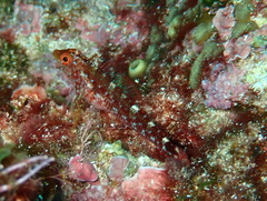 Tripterygion delaisi