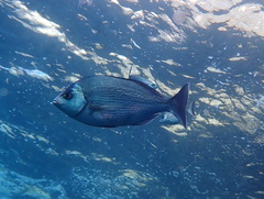 Spondyliosoma cantharus