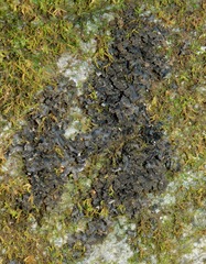 Sticta carolinensis
