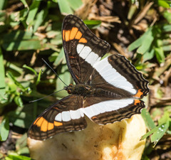 Adelpha paroeca paroeca