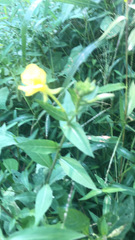 Oenothera pilosella