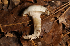 Hygrophorus occidentalis