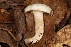 Hygrophorus occidentalis