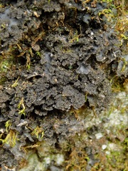 Sticta carolinensis