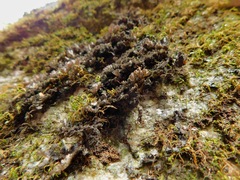 Sticta carolinensis