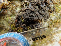 Sticta carolinensis