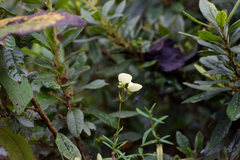 Calceolaria hyssopifolia