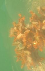 Schizoporella errata