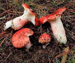 Russula