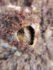 Amphibalanus amphitrite