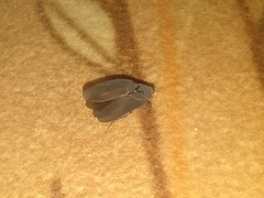 Polyphaga aegyptiaca