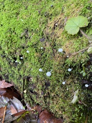 Mycena albidula