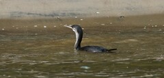 Phalacrocorax punctatus
